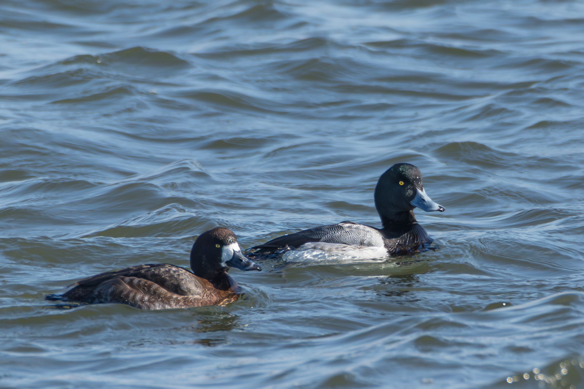 Scaup-2.jpg