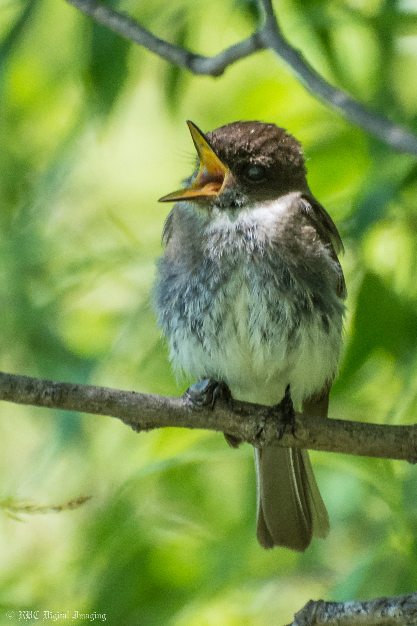 Eastern Phoebe singing wm HVT-7201917.jpg