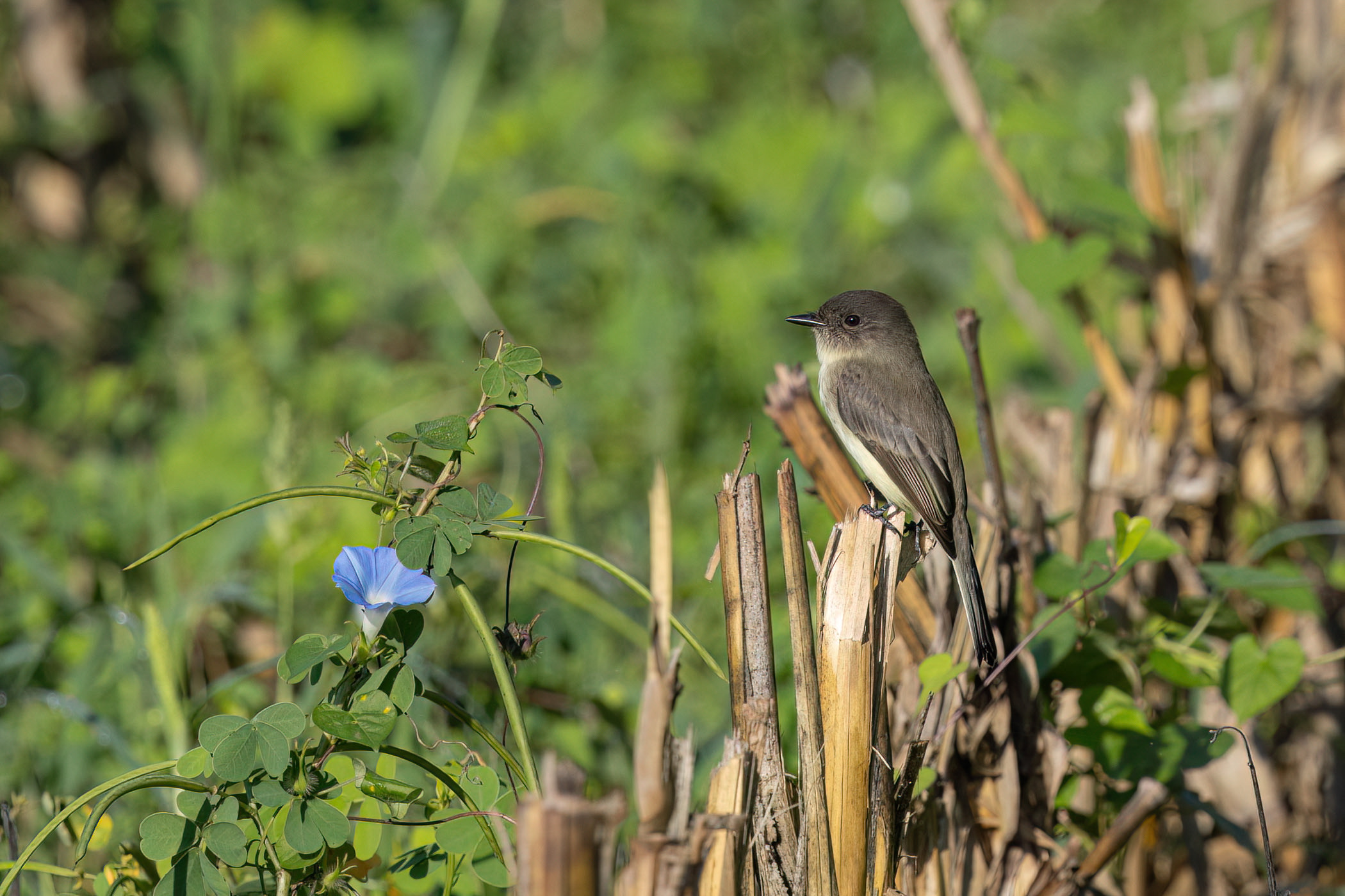 R7KH7733-D. Eastern Phoebe on Corn Stalk.jpg