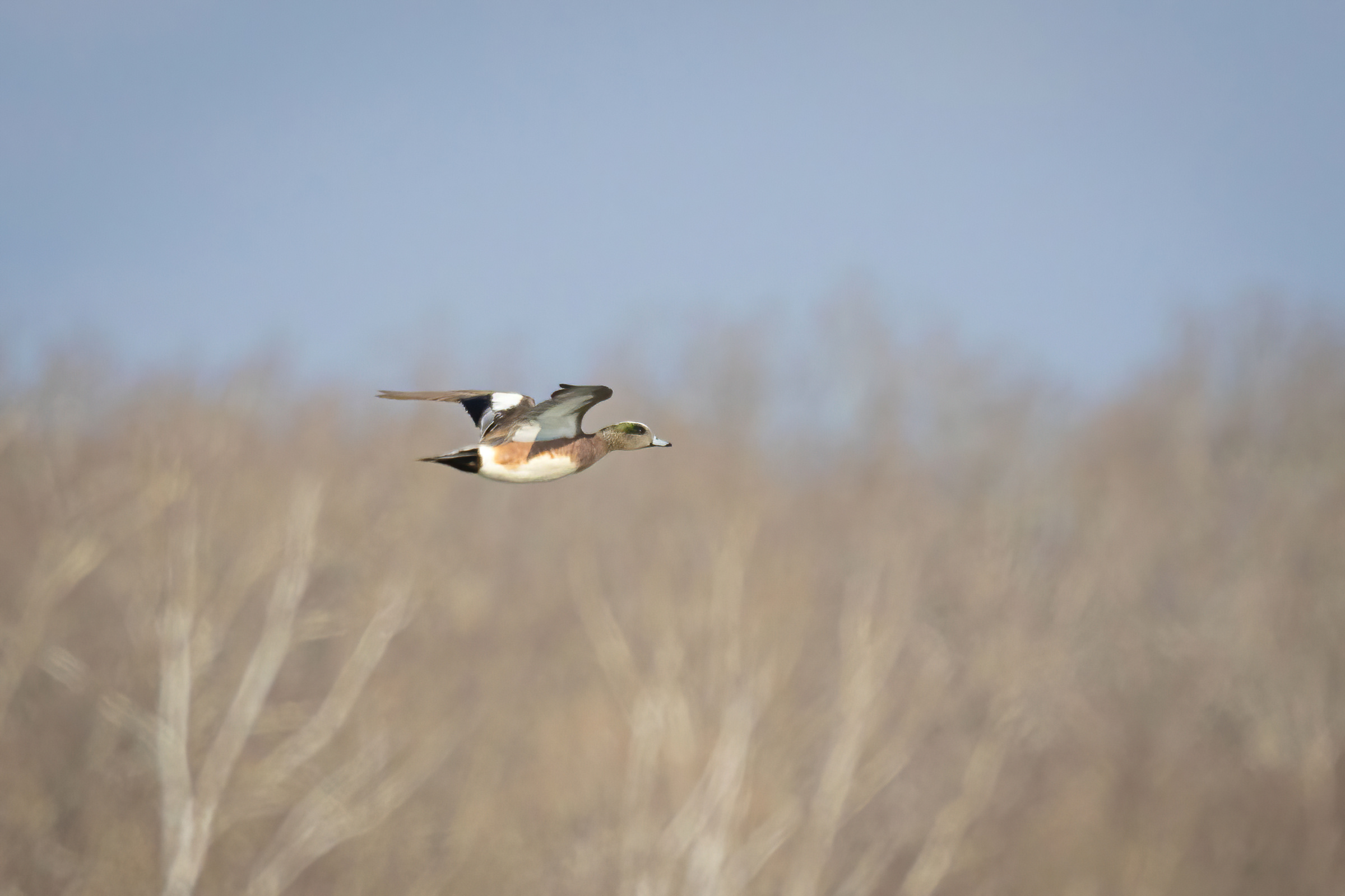 R7KH6543-D. American Wigeon.jpg