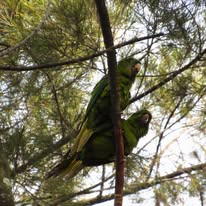 pacific parakeet pair.jpg