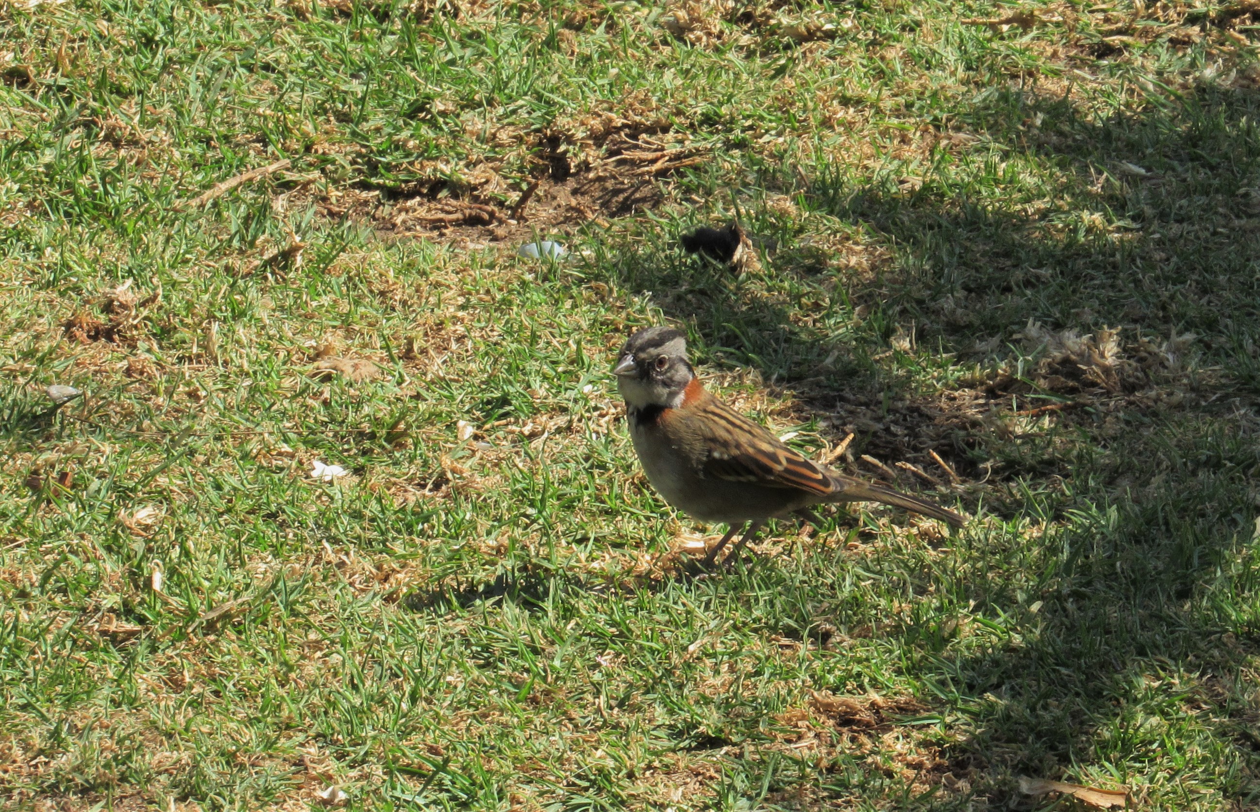 Rufous-Collared Sparrow Benito Juárez.jpg