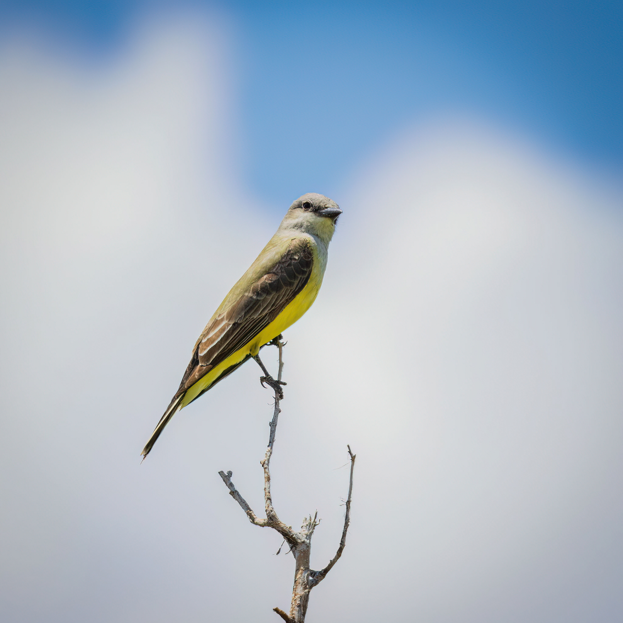 R7KH0849-D. Western Kingbird.jpg