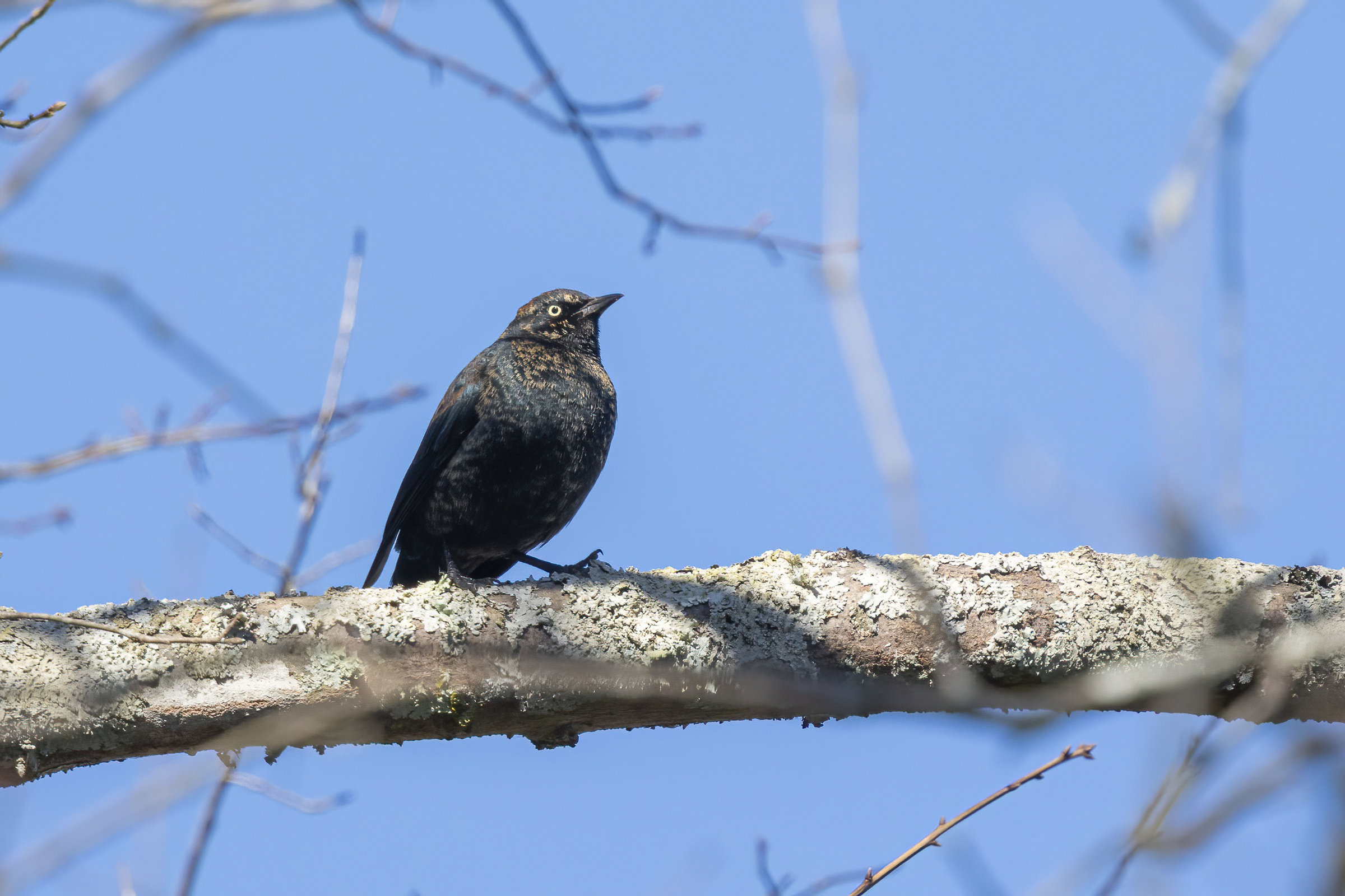 R7KH8060-D. Rusty Blackbird.jpg
