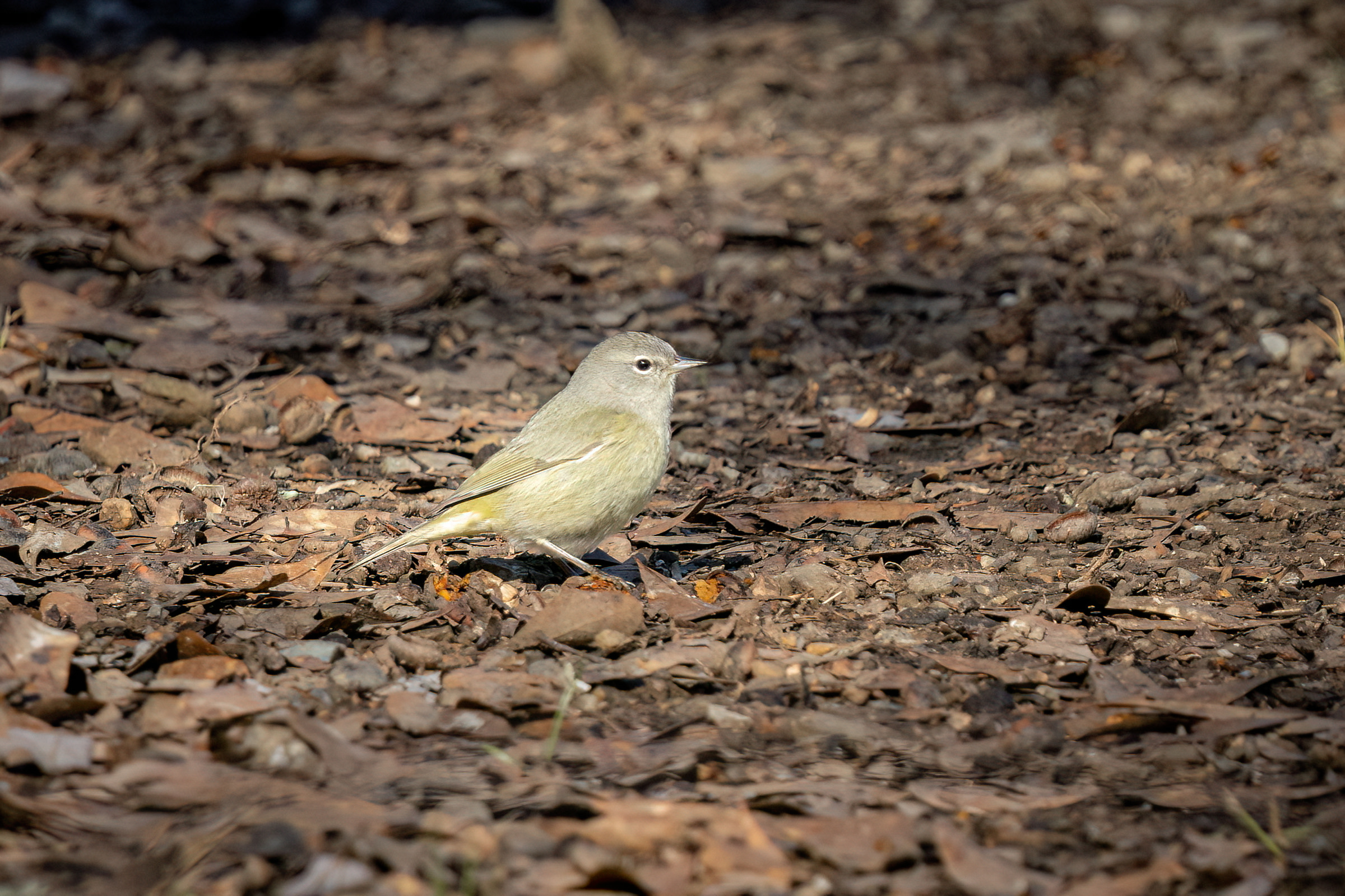 R7KH7962-D. Orange-crowned Warbler.jpg