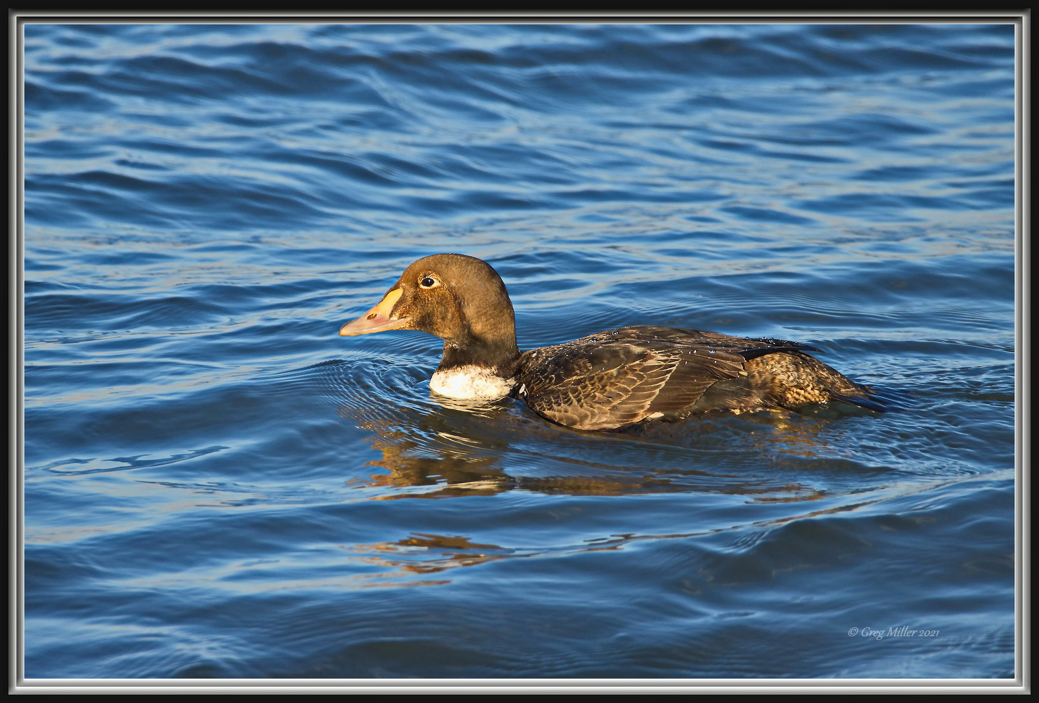 50855353031_c3953c6121_k (1).jpg