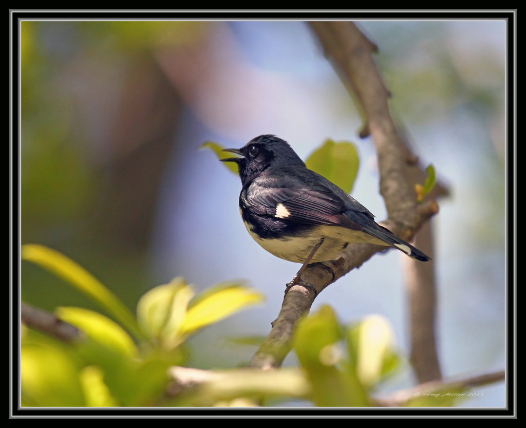 8533520208_597c41df29_b (1).jpg