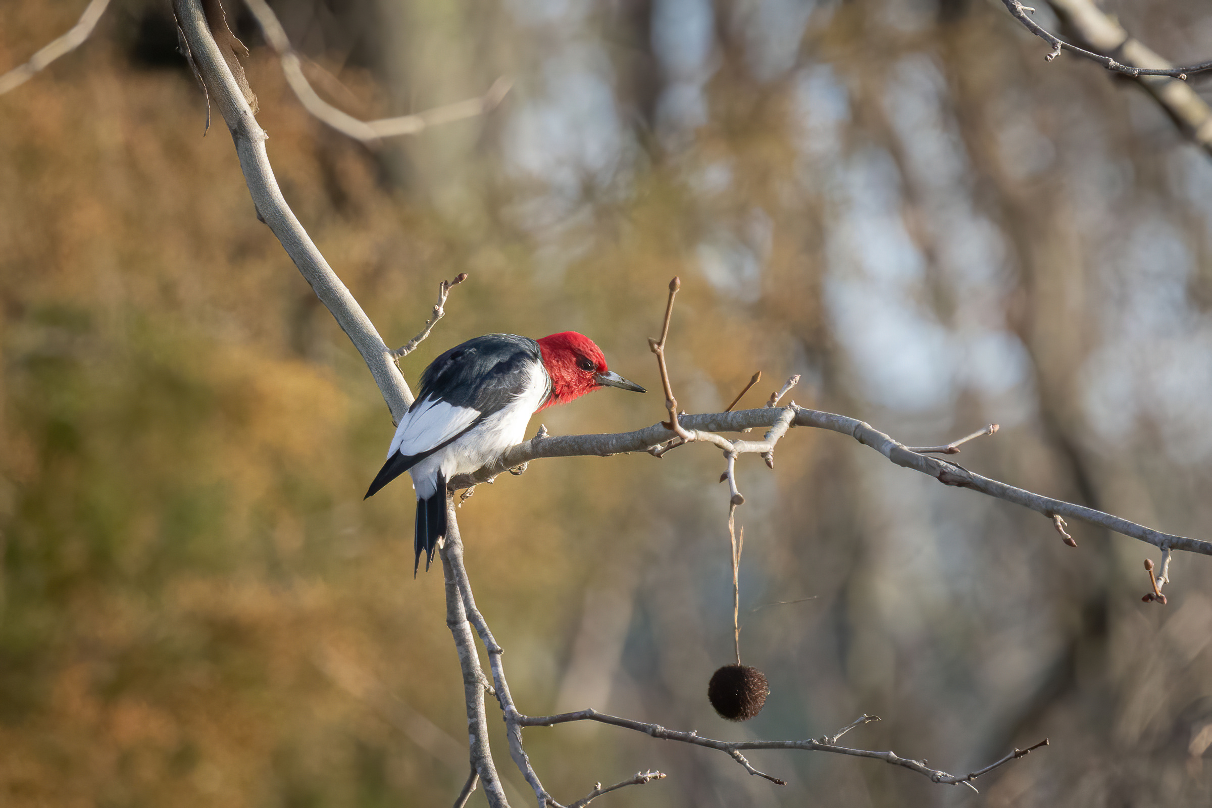 R7KH8863-D. Red-headed Woodpecker.jpg