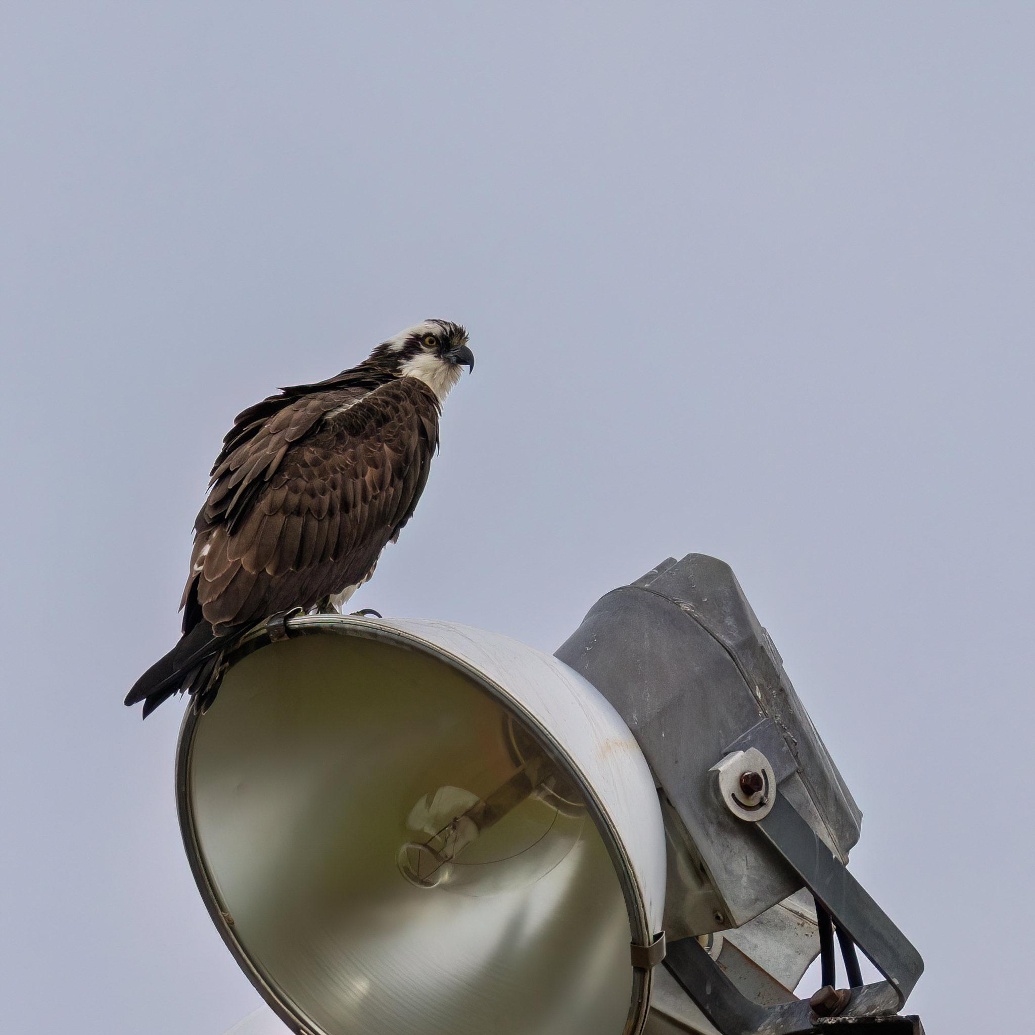 R7KH13078-D. Osprey.jpg