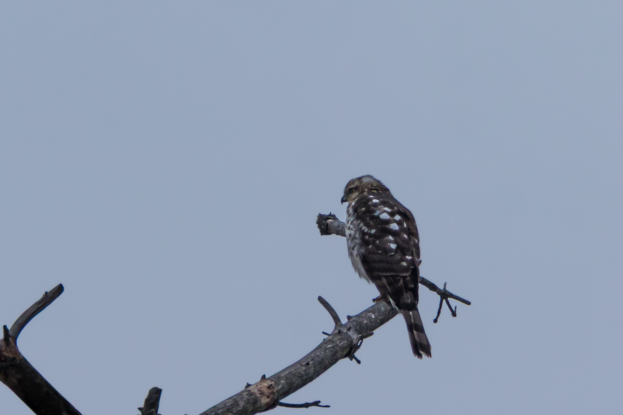 Cooper's hawk.jpg