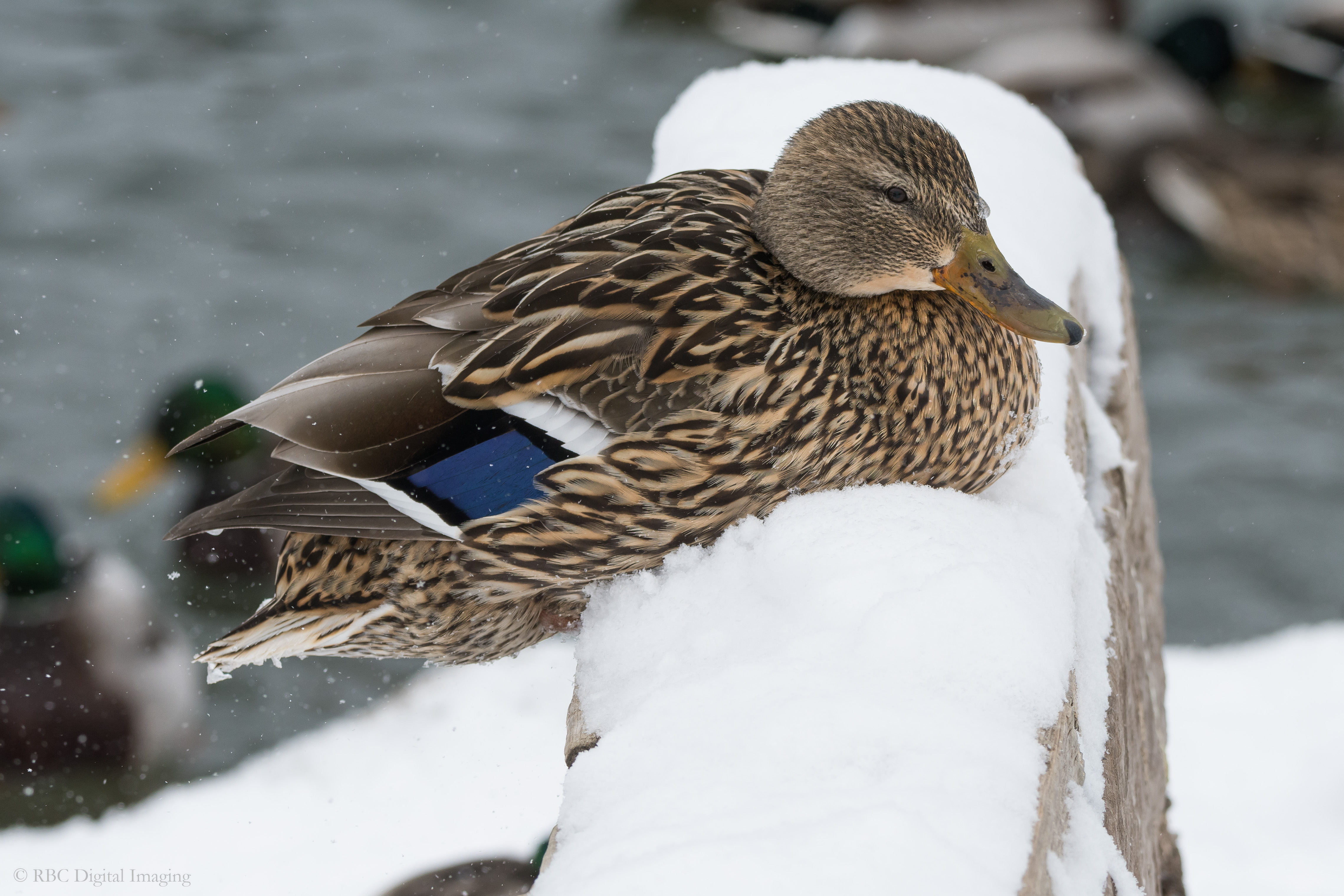 Mallard 1f balance HVT-7512703.jpg