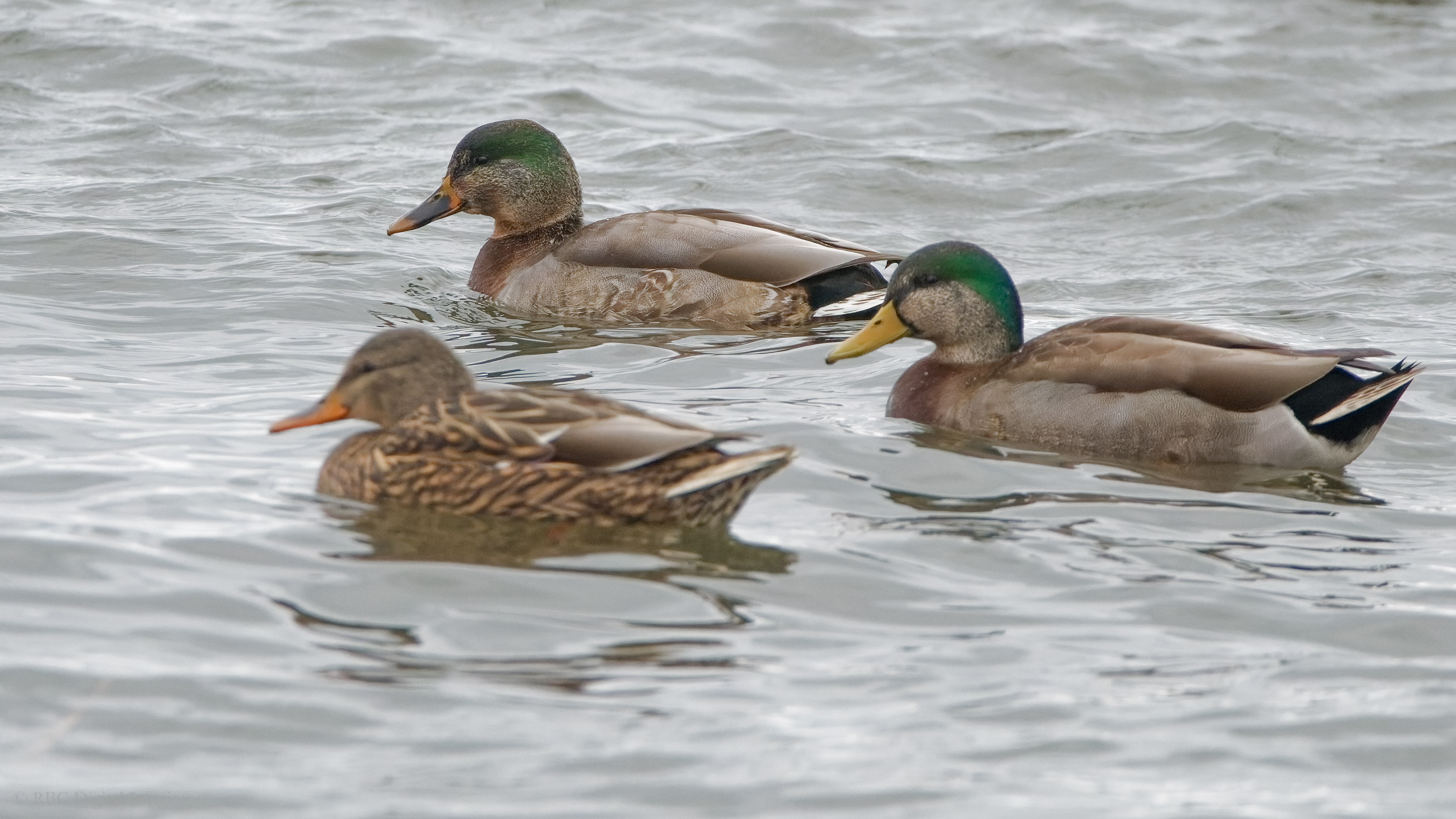 Mallard drake-plumaged female with ABDU-MALL hybrid HVT 7536463-.jpg
